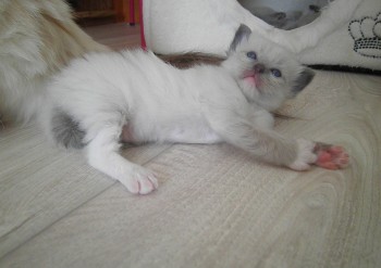 femelle blue point-mitted - 3 semaines - Chatterie Ragdolls du Val de Beauvoir